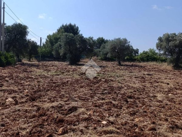 terreno agricolo in vendita a Ceglie Messapica