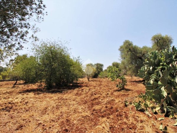 terreno in vendita a Ceglie Messapica