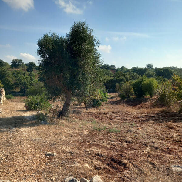 terreno in vendita a Ceglie Messapica