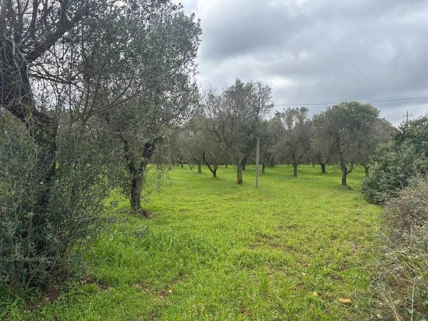 terreno in vendita a Ceglie Messapica