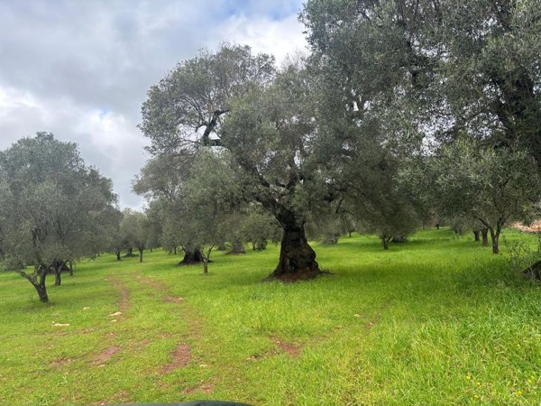 terreno in vendita a Ceglie Messapica
