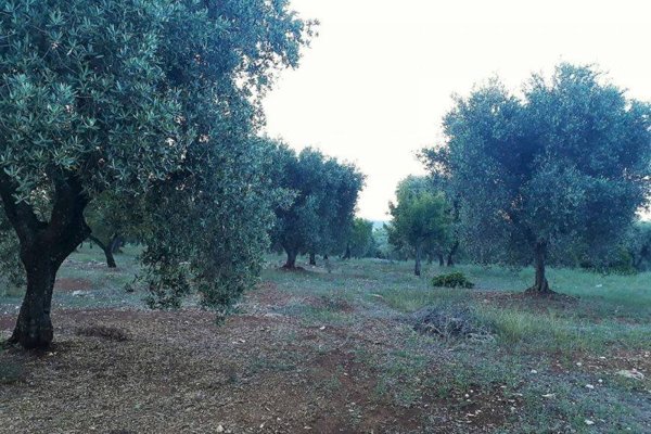 terreno in vendita a Ceglie Messapica