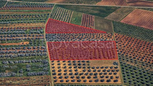 terreno agricolo in vendita a Cellino San Marco