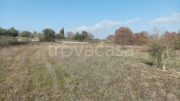 terreno agricolo in vendita a Cisternino