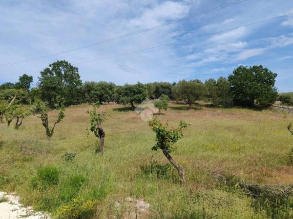 terreno agricolo in vendita a Cisternino in zona Sisto