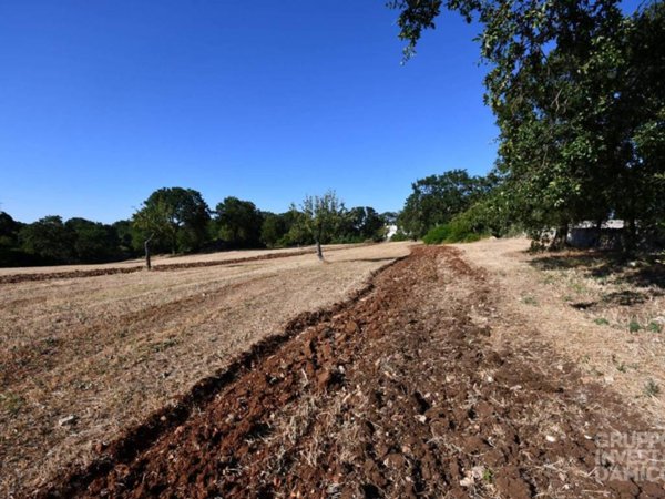 terreno agricolo in vendita a Cisternino