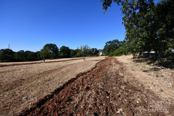 terreno agricolo in vendita a Cisternino