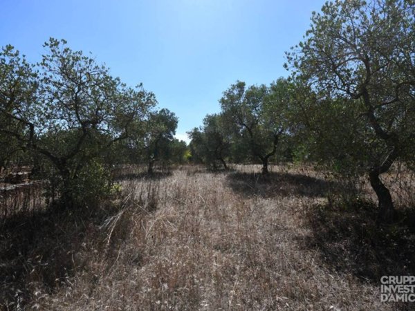 terreno agricolo in vendita a Cisternino