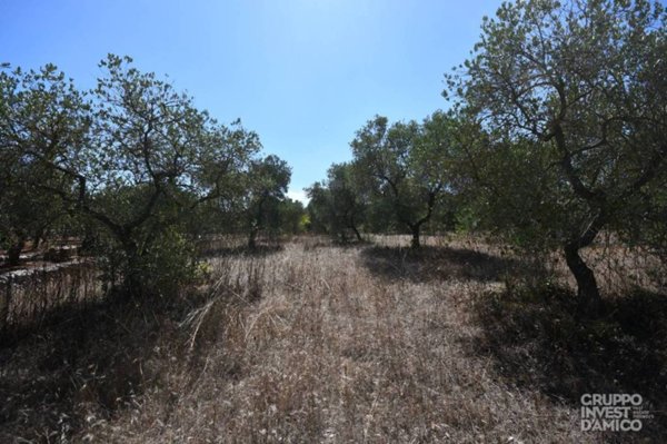 terreno agricolo in vendita a Cisternino