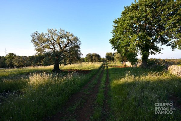 terreno agricolo in vendita a Cisternino
