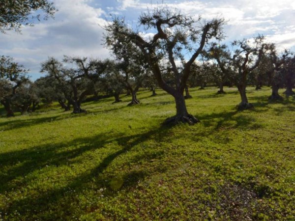 terreno agricolo in vendita a Cisternino