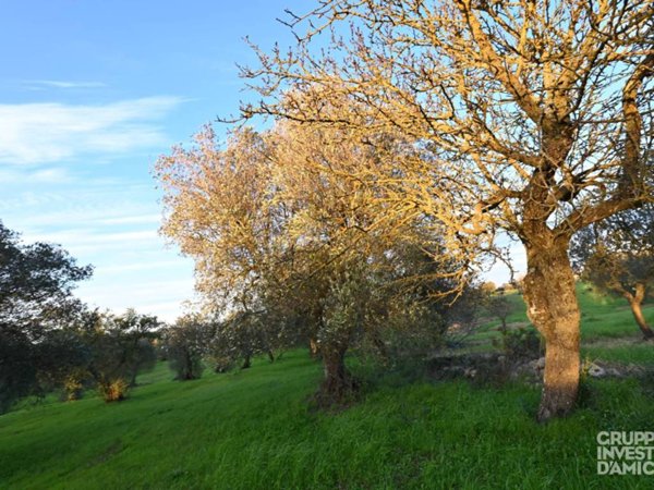 terreno agricolo in vendita a Cisternino