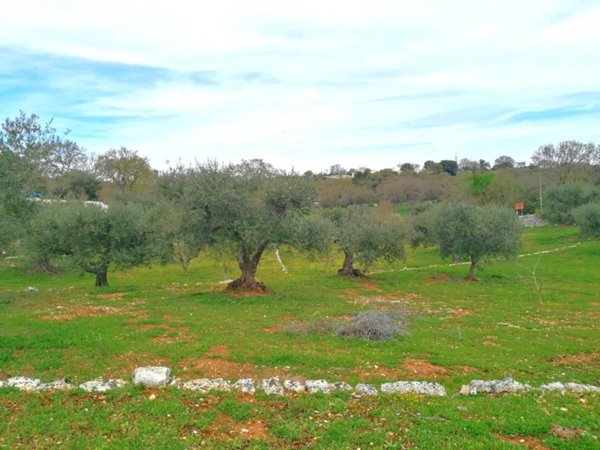 terreno agricolo in vendita a Cisternino in zona Marinelli