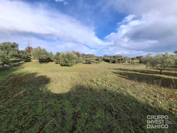 terreno agricolo in vendita a Cisternino in zona Marinelli