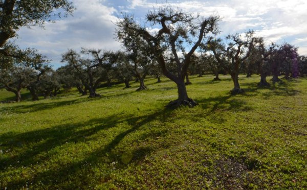 terreno agricolo in vendita a Cisternino