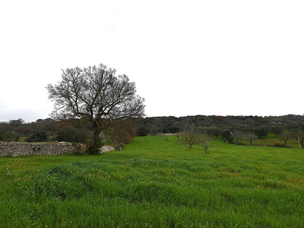 terreno agricolo in vendita a Cisternino