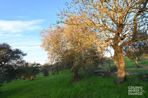 terreno agricolo in vendita a Cisternino in zona Caranna