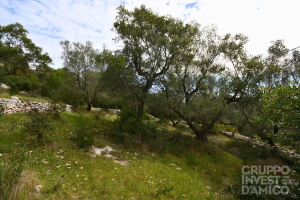 terreno agricolo in vendita a Cisternino