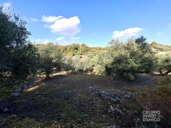 terreno agricolo in vendita a Cisternino