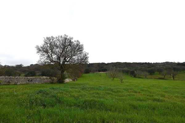 terreno agricolo in vendita a Cisternino in zona Casalini