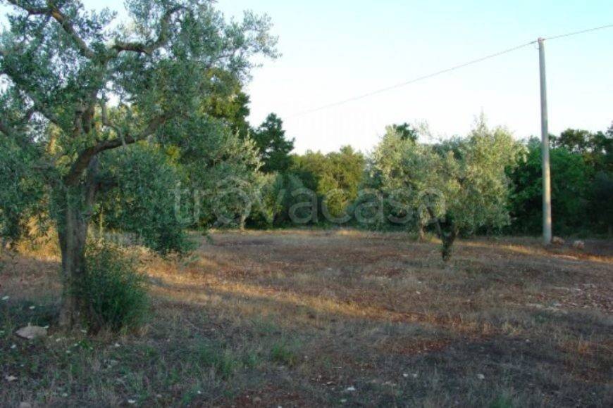 terreno in vendita a Cisternino