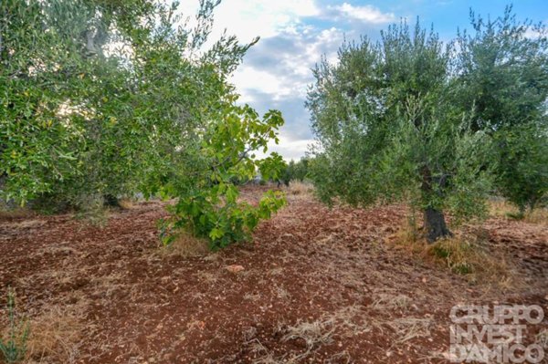 terreno in vendita a Cisternino