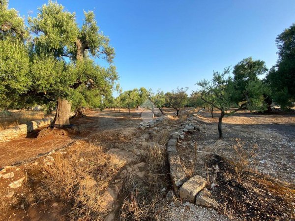 terreno agricolo in vendita a Fasano