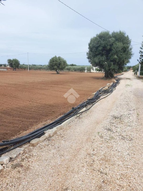 terreno agricolo in vendita a Fasano