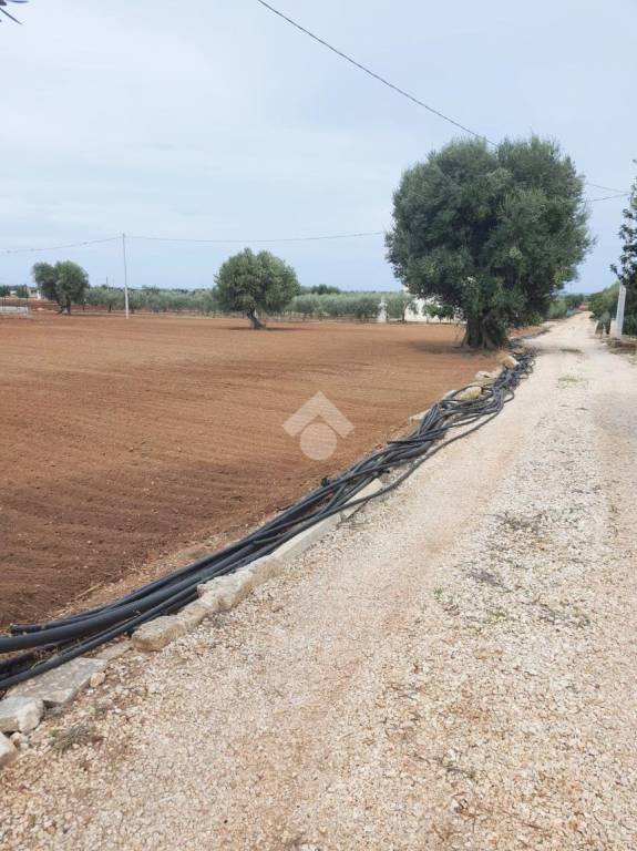 terreno agricolo in vendita a Fasano