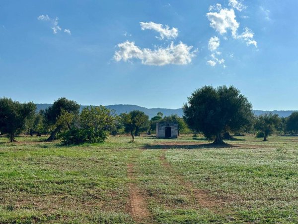 terreno agricolo in vendita a Fasano in zona Pezze di Greco