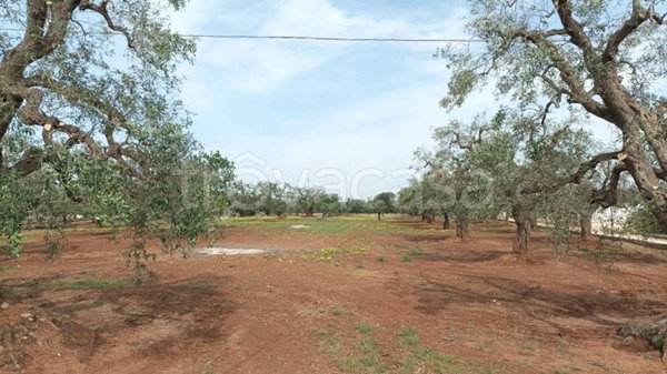 terreno agricolo in vendita a Fasano