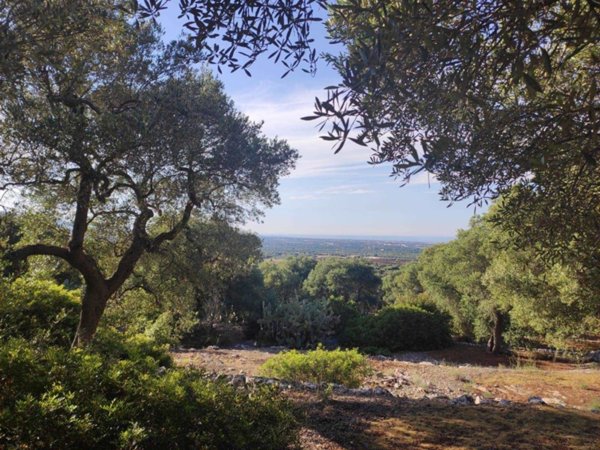 terreno agricolo in vendita a Fasano