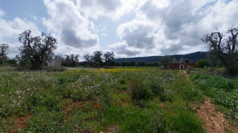 terreno agricolo in vendita a Fasano