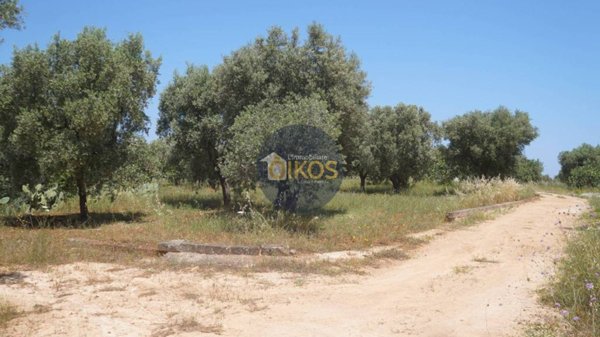 terreno agricolo in vendita a Fasano in zona Pezze di Greco