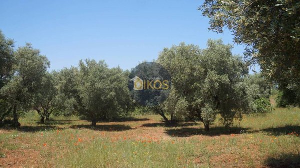 terreno agricolo in vendita a Fasano in zona Savelletri
