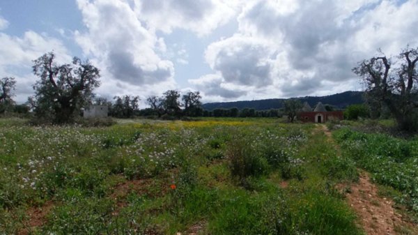 terreno agricolo in vendita a Fasano