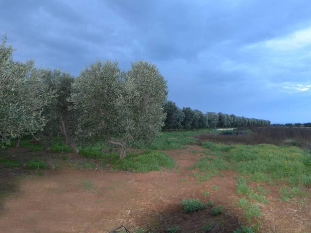 terreno agricolo in vendita a Fasano in zona Montalbano