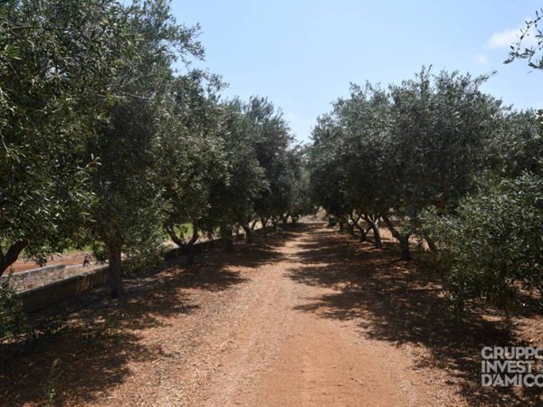terreno agricolo in vendita a Fasano in zona Montalbano
