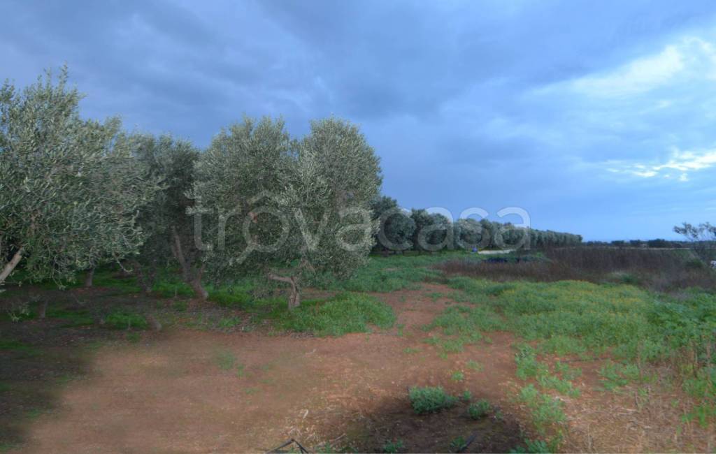 terreno agricolo in vendita a Fasano