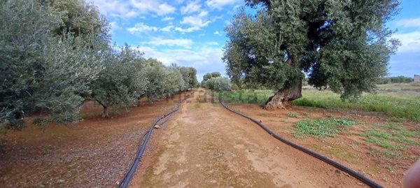 esavano in vendita a Fasano in zona Savelletri