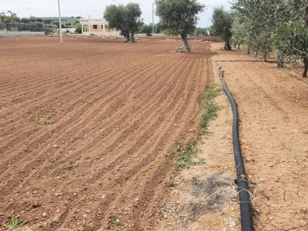 terreno agricolo in vendita a Fasano