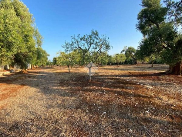 terreno agricolo in vendita a Fasano in zona Montalbano