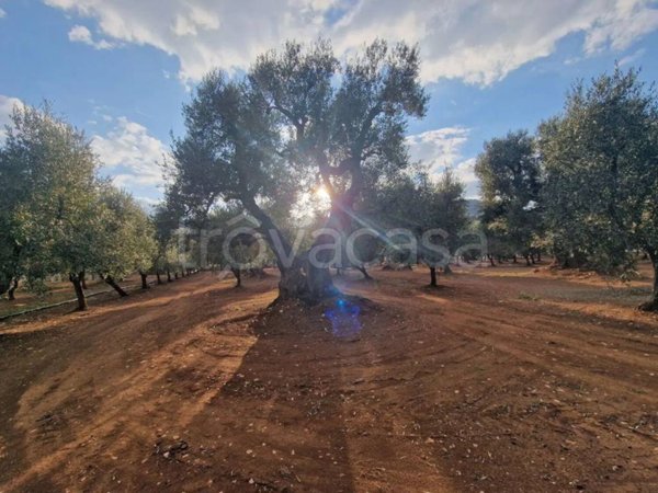 terreno agricolo in vendita a Fasano