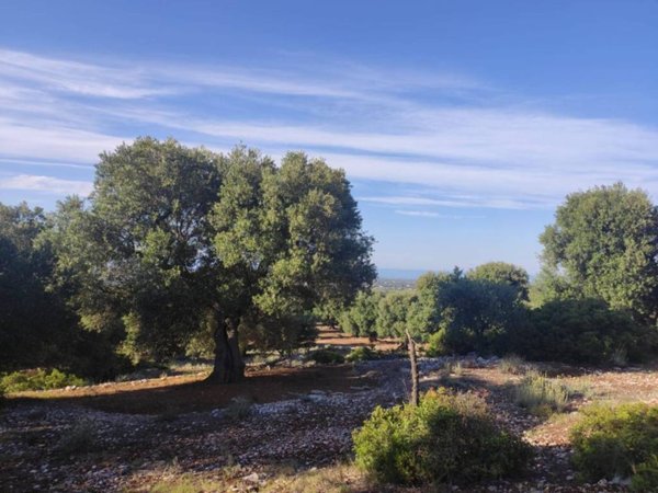 terreno agricolo in vendita a Fasano in zona Montalbano