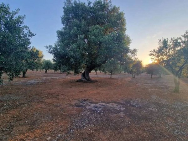 terreno agricolo in vendita a Fasano in zona Torre Canne