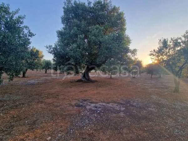 terreno agricolo in vendita a Fasano