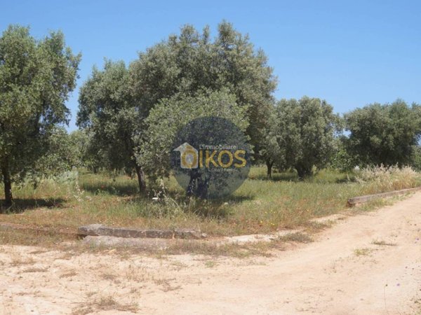 terreno agricolo in vendita a Fasano in zona Torre Canne