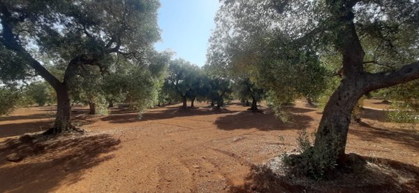 terreno edificabile in vendita a Fasano