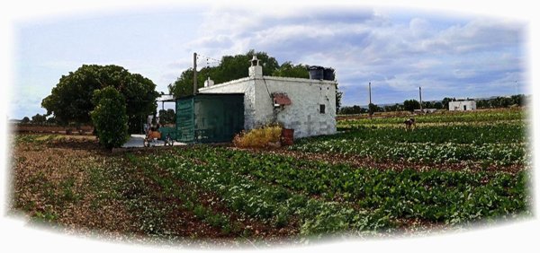 esavano in vendita a Fasano in zona Savelletri