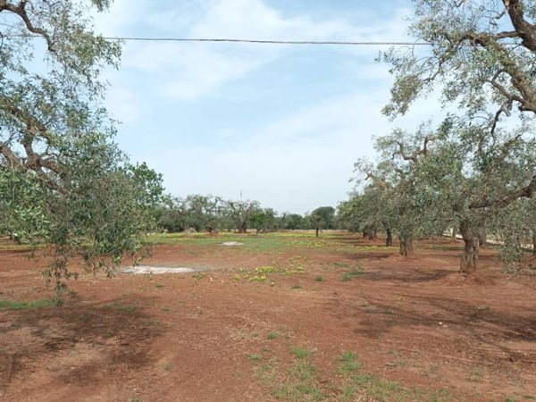 terreno agricolo in vendita a Fasano
